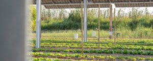 ENGIE impulsa la primera planta agrovoltaica de Cataluña integrada con horticultura de regadío para una agricultura más sostenible